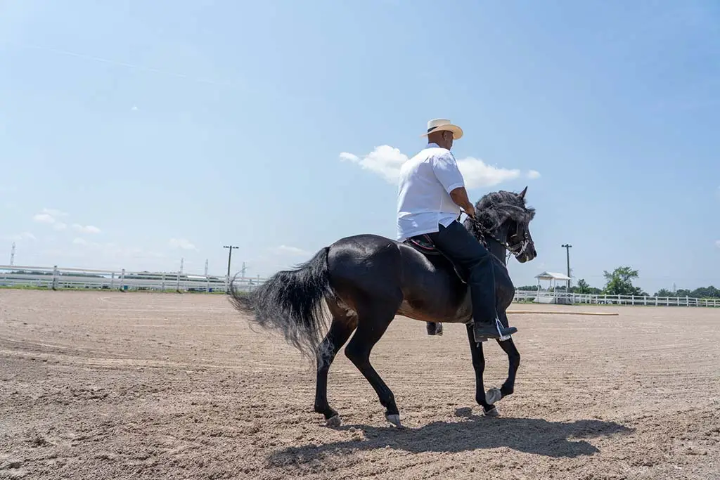 Canadian Paso Fino Horse Society
