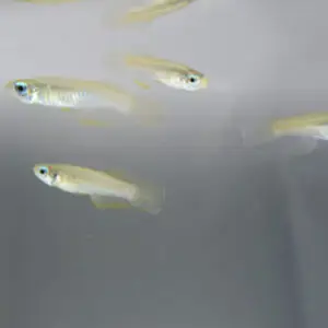 Friendly Fish Aquatics
