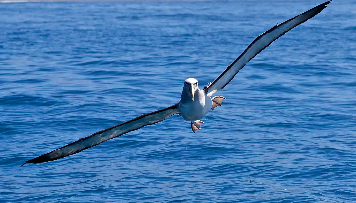 Kaikoura Fishing