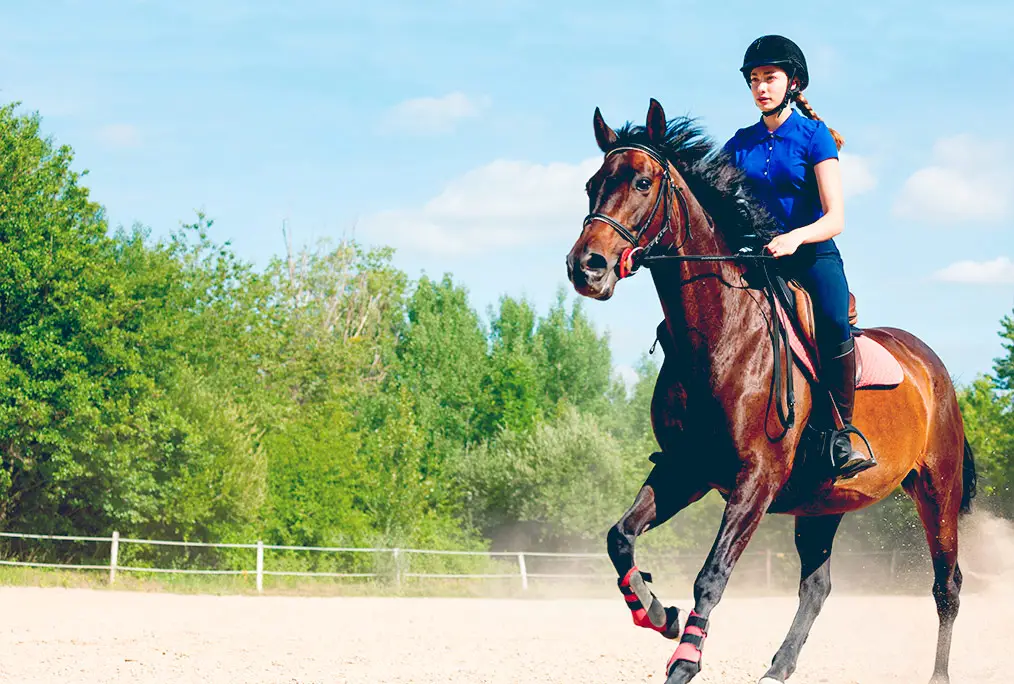 Poney-club Source Equitation