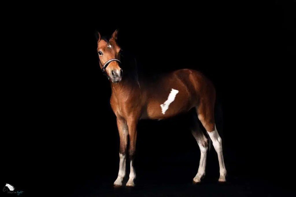 Stud De Clayrel