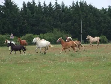 Pony Club Atoucrin