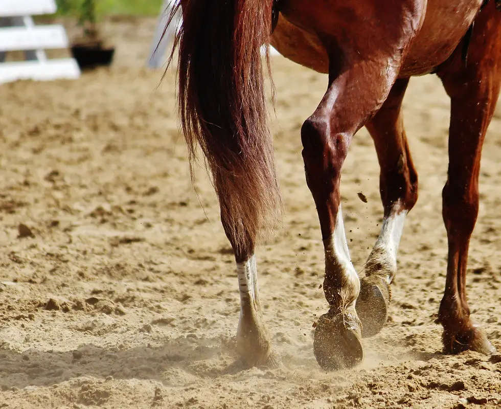 CENTRE EQUESTRE D AUBAREDE