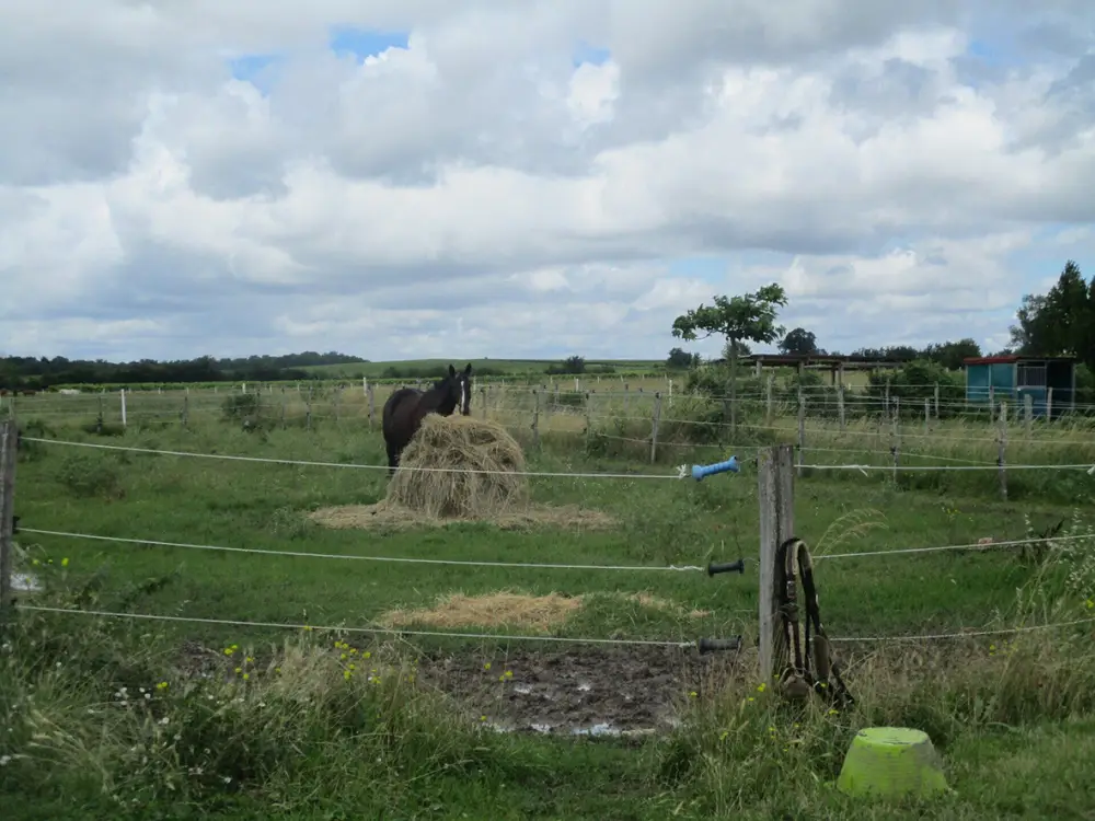PONEY CLUB DU RENOUVEAU