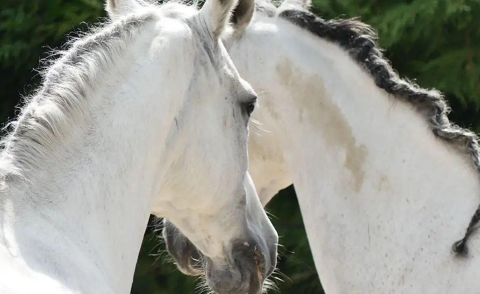 O'reil Equitation