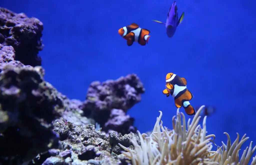 Specialist Aquatic Solutions - Aquarium and Pond Services