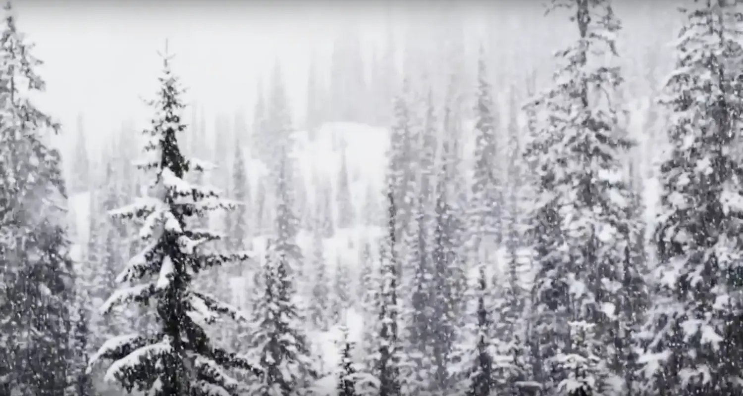 Monashee Power Snowcats
