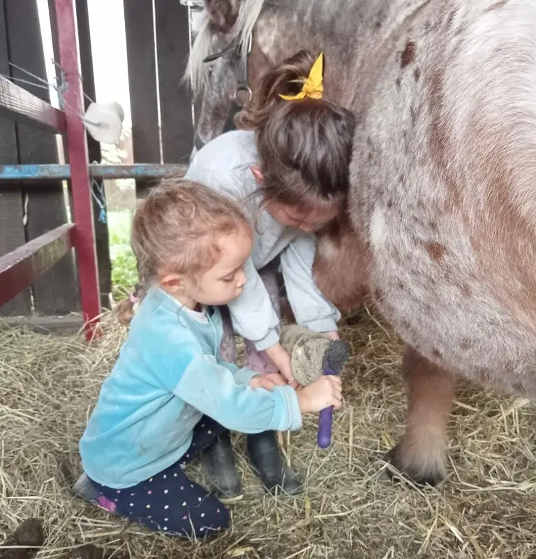 École d'Équitation du Dicosa