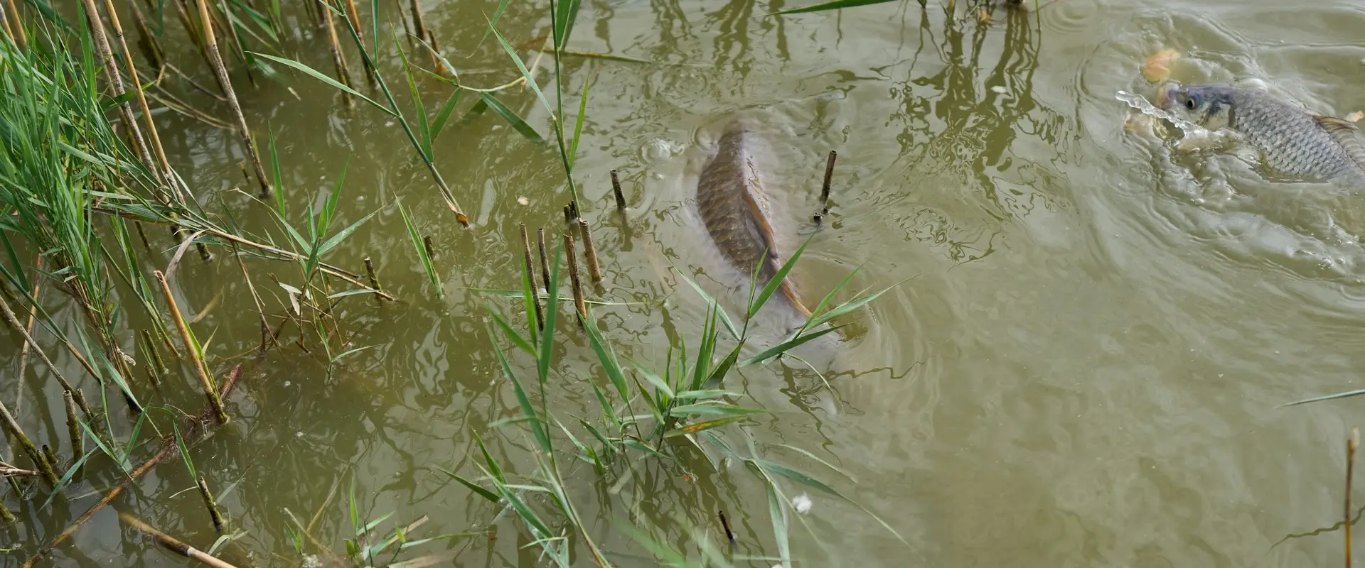 Thornham Fishing Lake