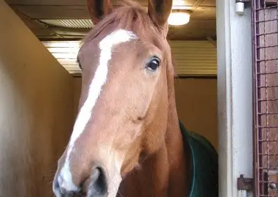 CENTRE EQUESTRE DE LA VIGNOTTE