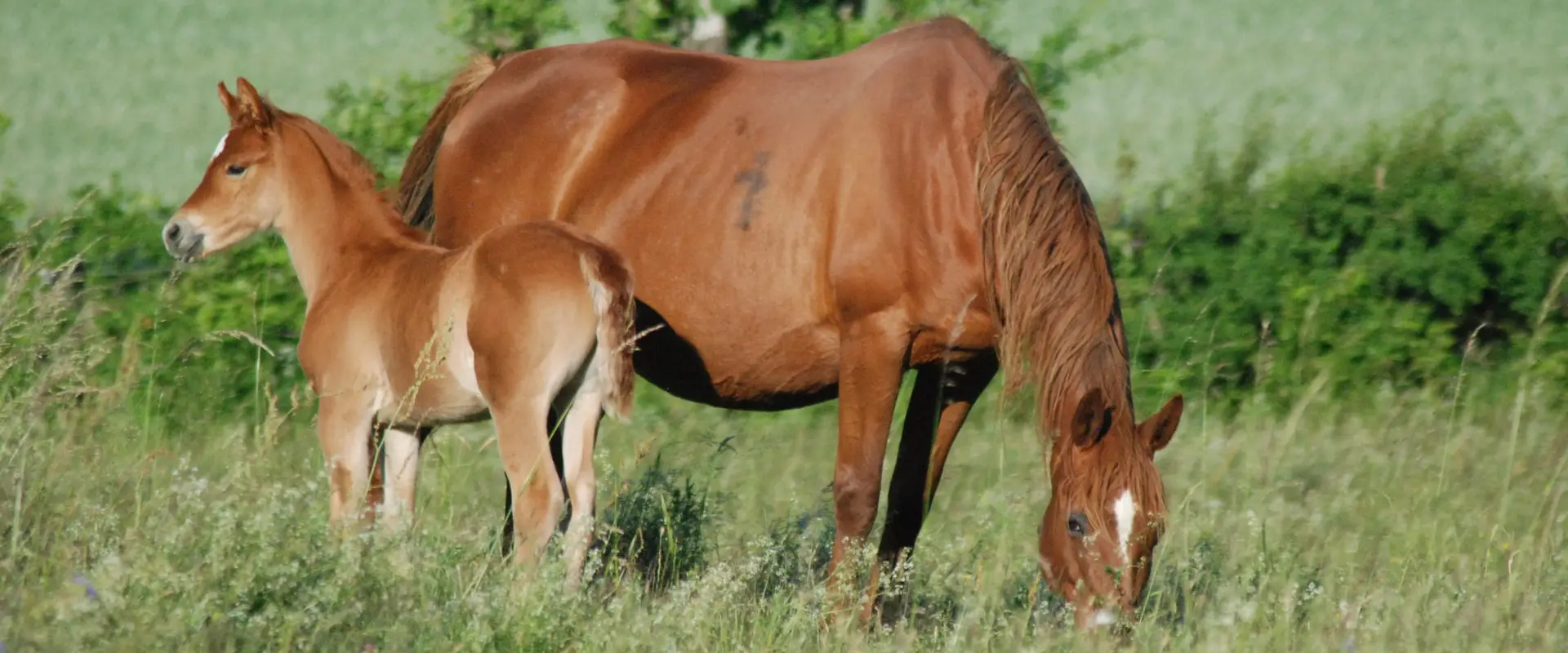 Poney Club Laize