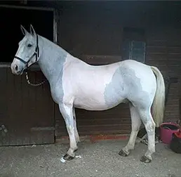 Kilnhanger Stable