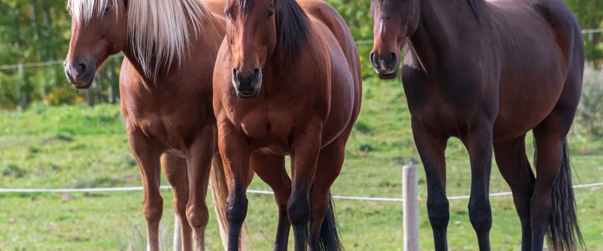 16 Hands Stables Ltd