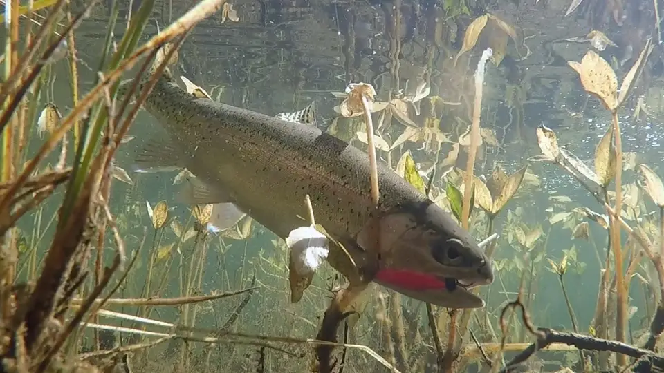 Buzzbomb Tackle Inc