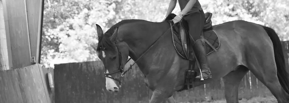 Equestrian Center De Machecoul
