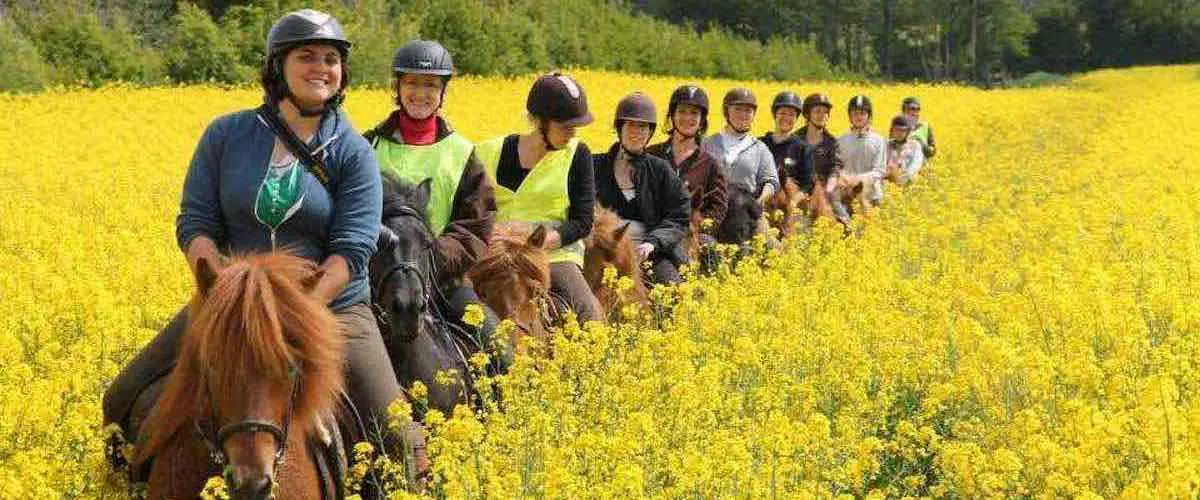Farm Equestre De Bois Guilbert