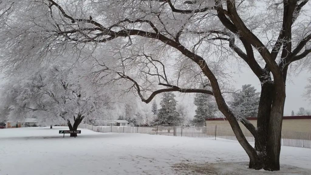Outdoor Rink