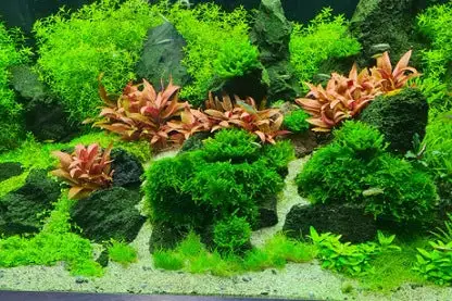 Wharf Aquatics Ltd