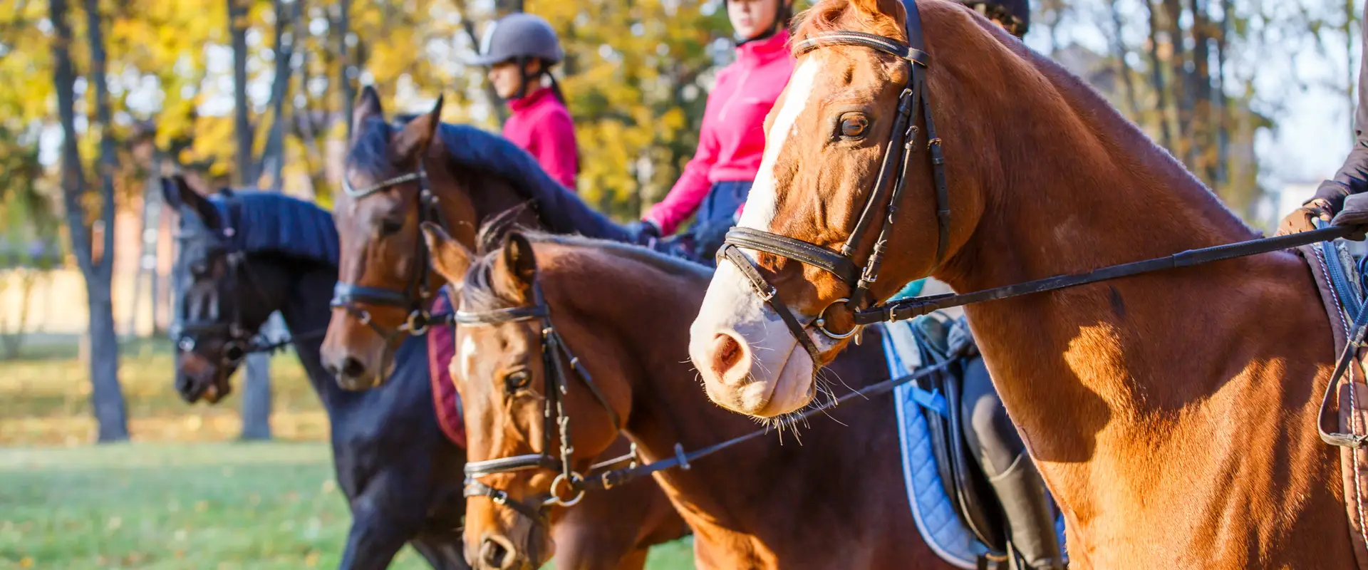 MW Horses
