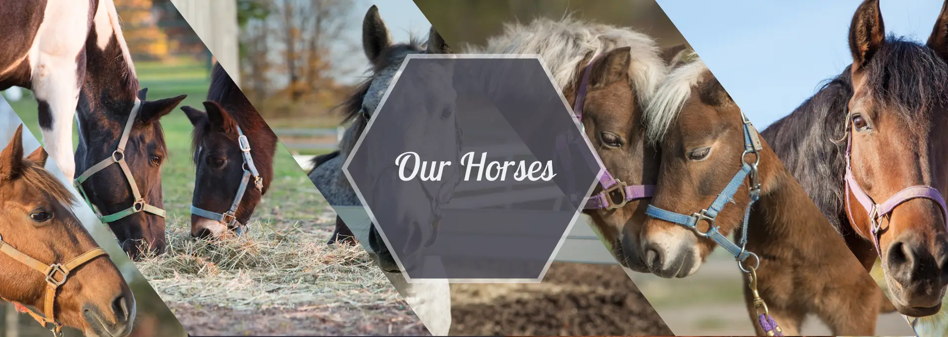SARI Therapeutic Riding