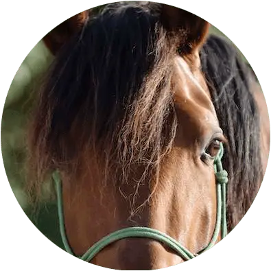 Centre Equestre Equiloisirs-FAE