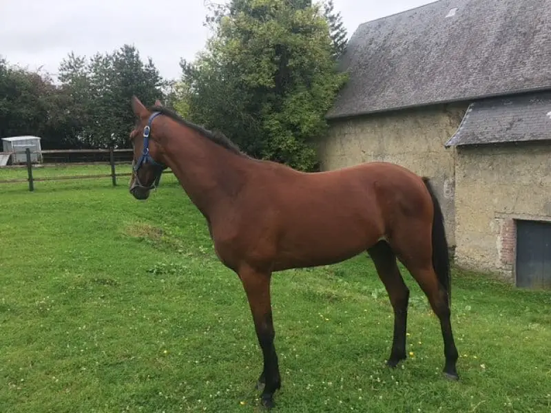 Les Ventes de Trotteurs de Caen