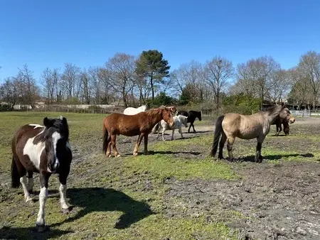 Poney Club Des Jalles