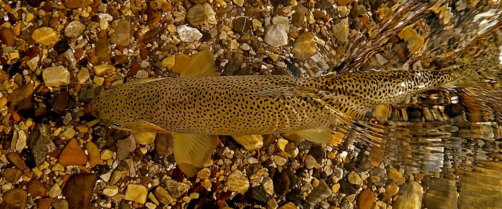 Elk River Guiding Company