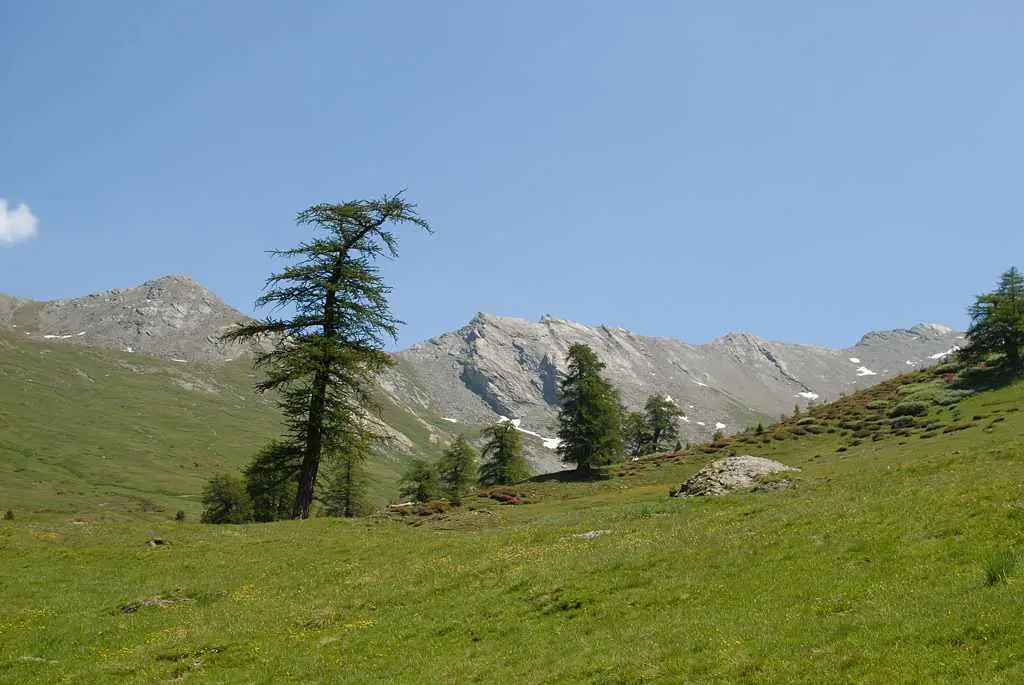 Aresa