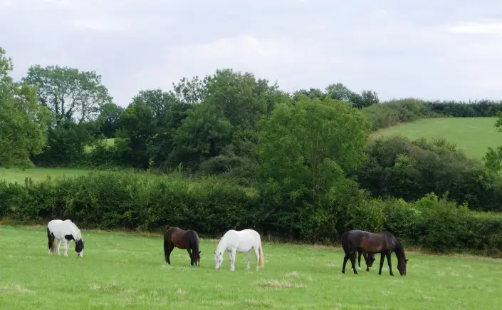 Hulberts Green Riding Centre
