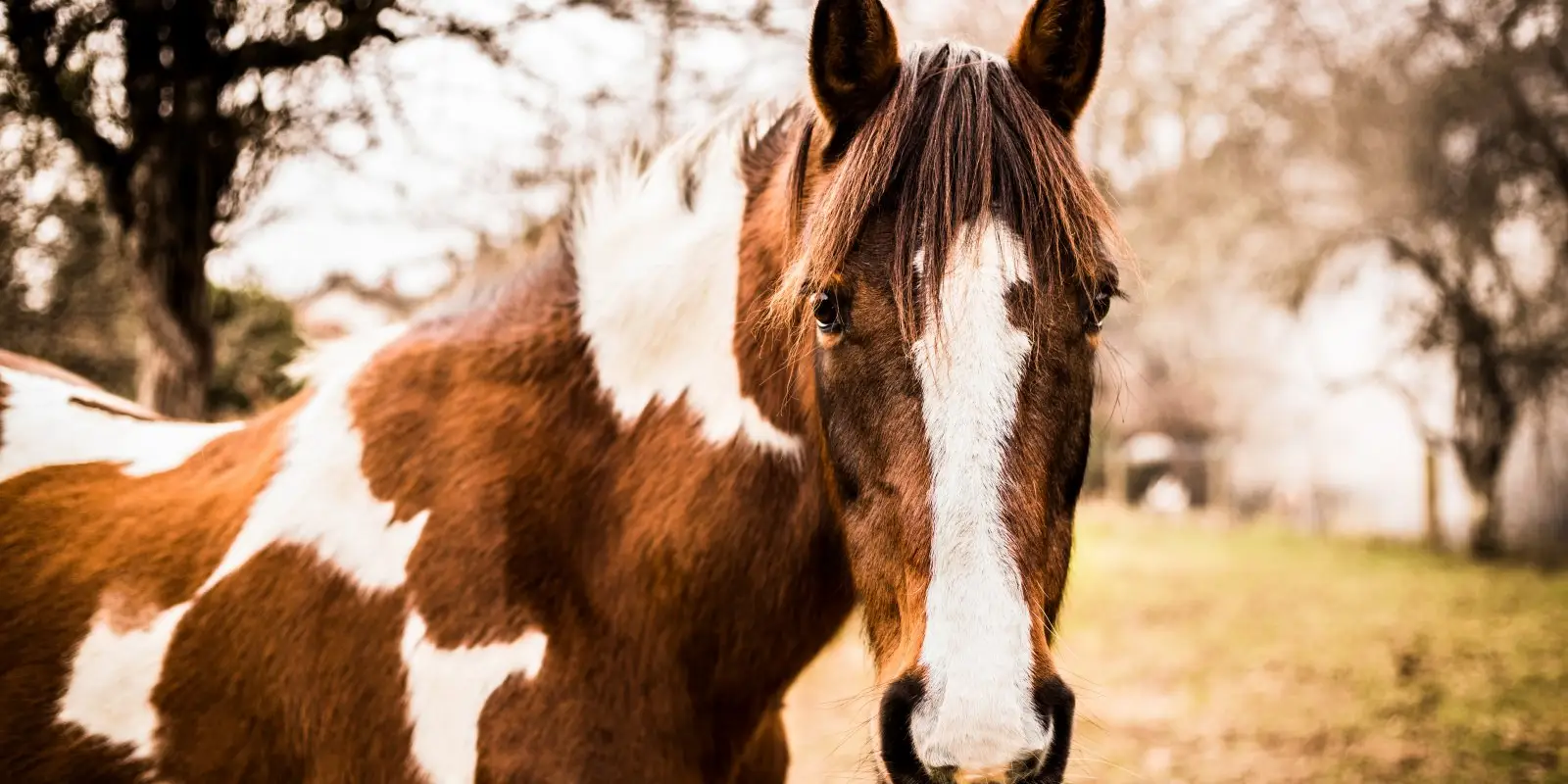 Barn Ranch Pony