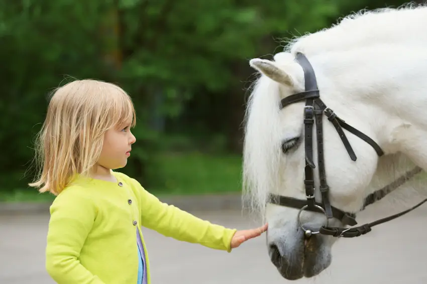 Holly Bush Stables
