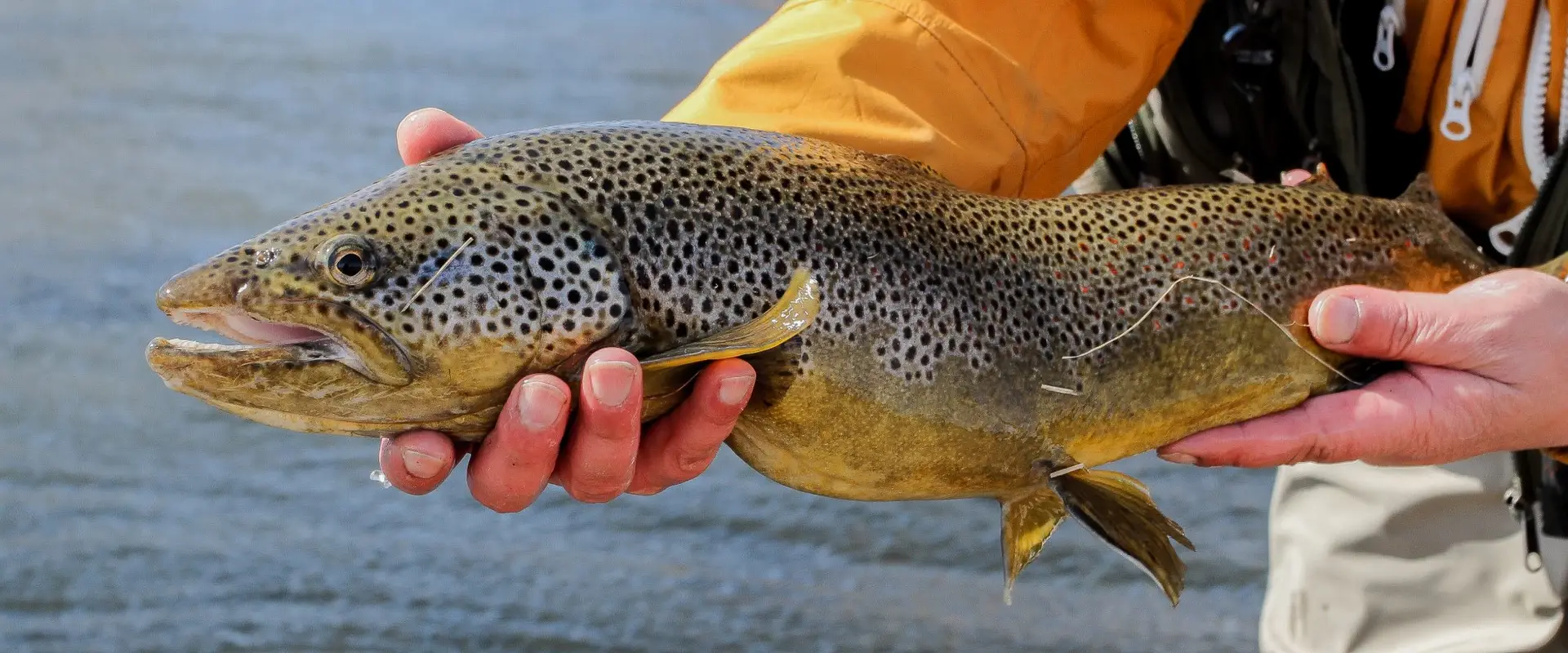 You Fish Scotland