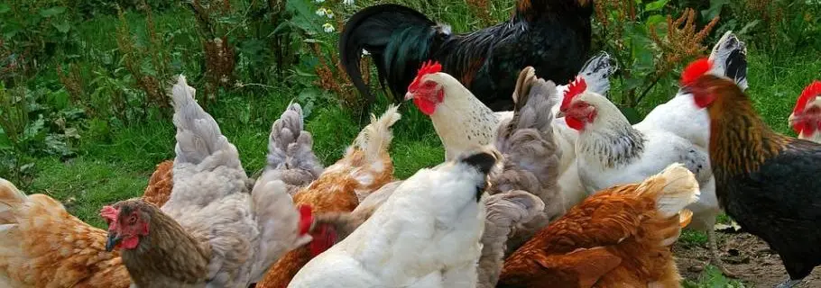 Poultry Farm Des Chavannes