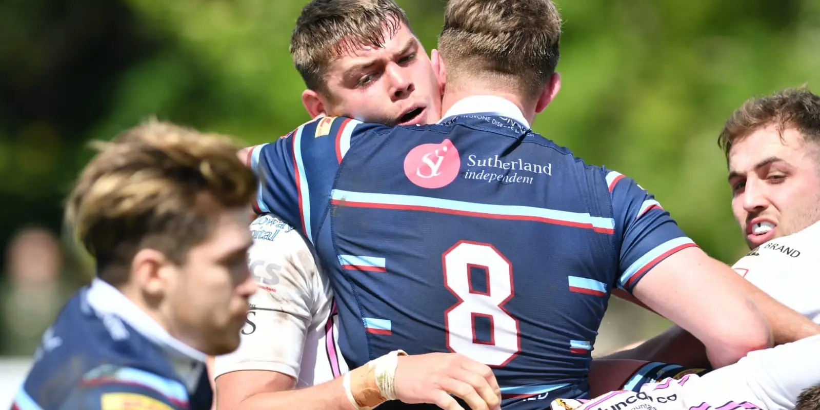 Ayrshire Bulls