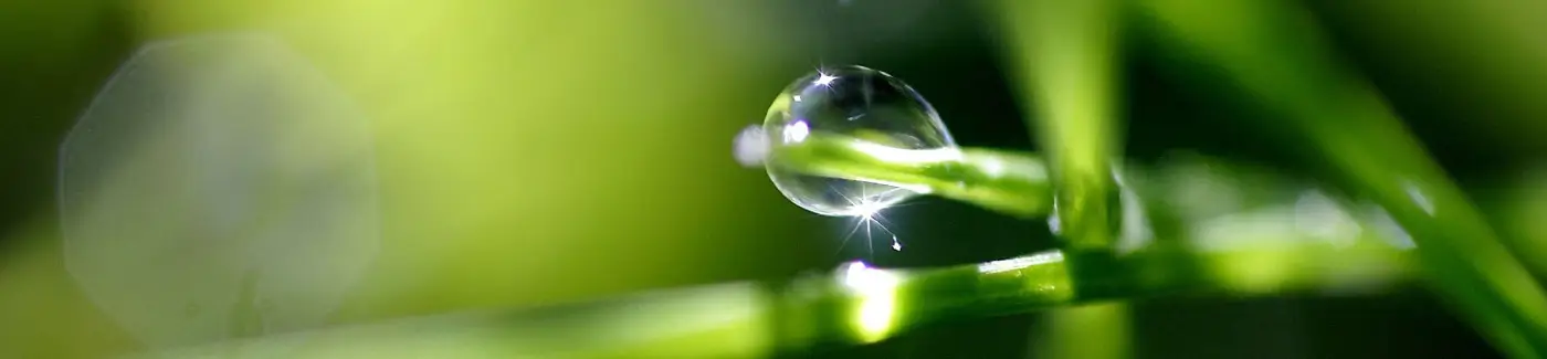 The Healing Tree (Holistic Therapies)