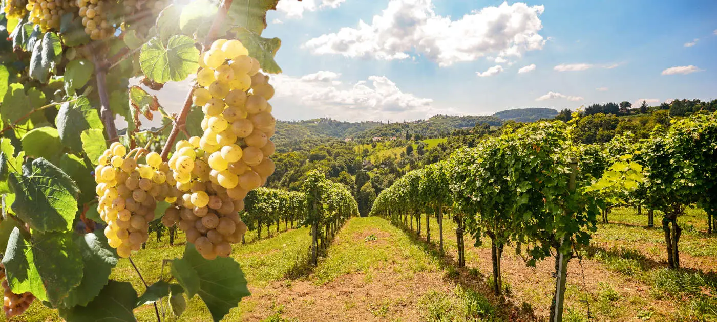 Domaine Le Martinet