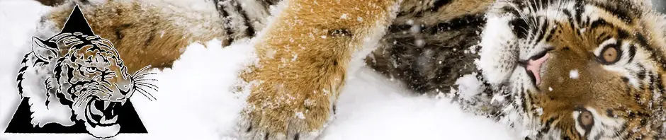 Snow Tiger Martial Arts