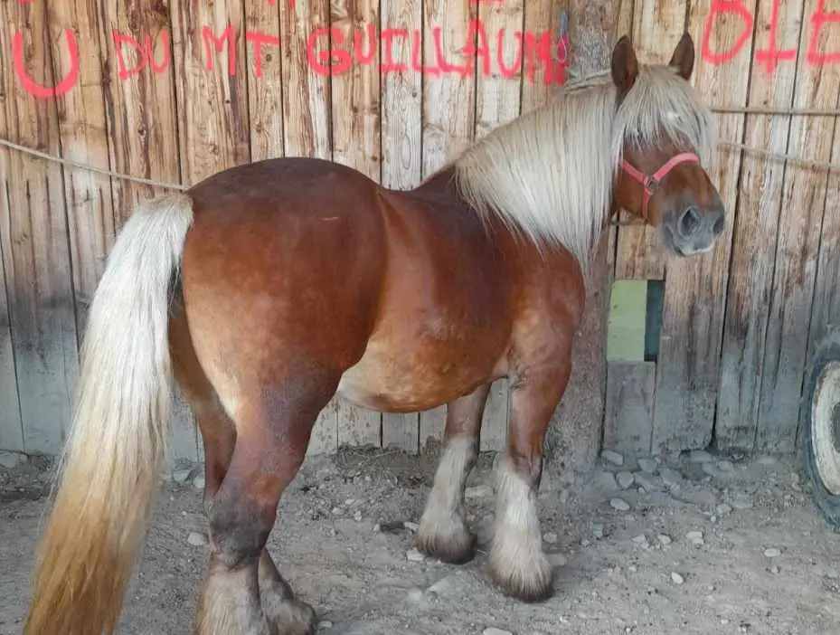 Les Chevaux du Mont Guillaume