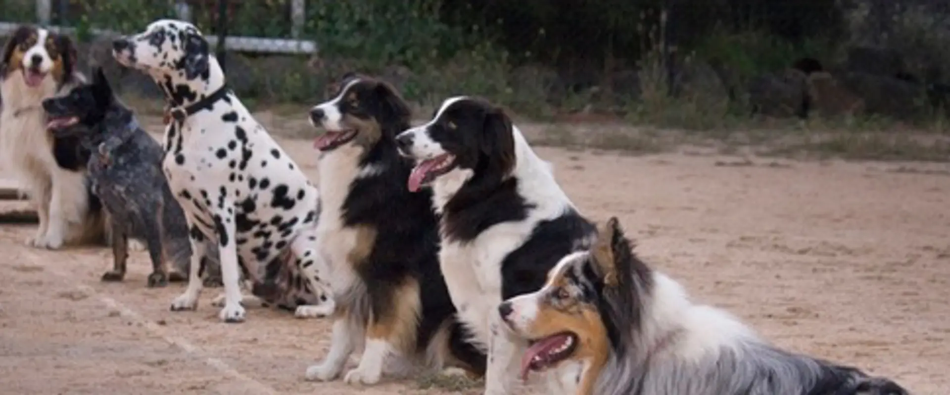 Alfoxton Dog Training & Boarding Kennels