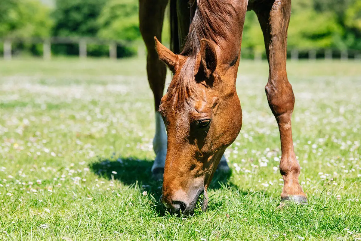 LadySmith Equestrian Centre