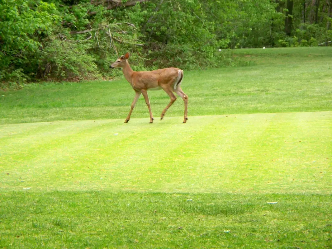 Lakeview House Golf Course