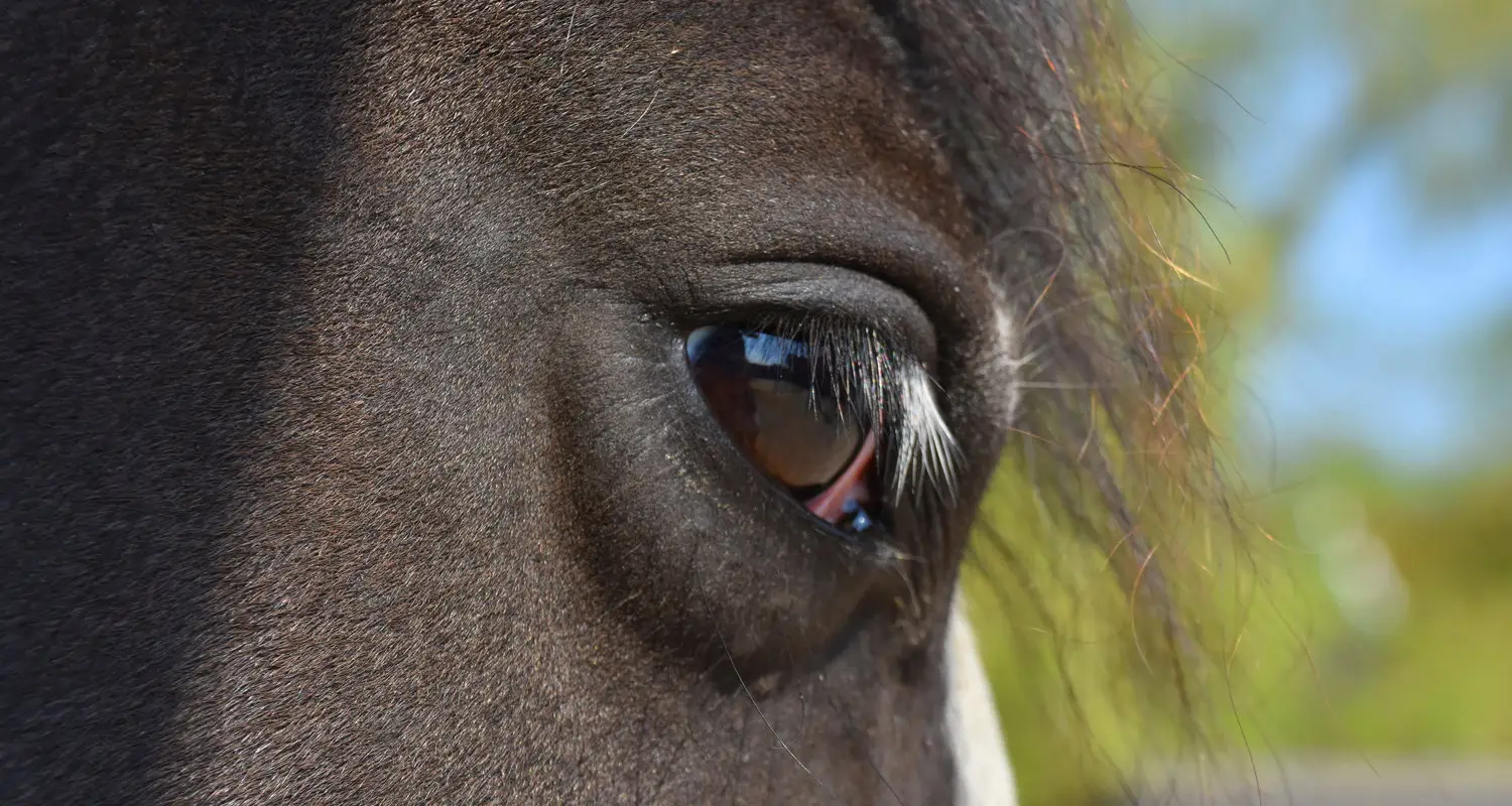 Newton Hall Equitation Limited