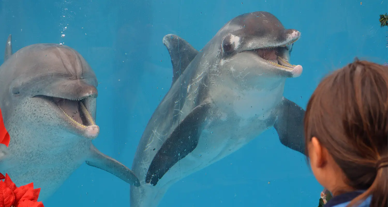 Dolphin Academy Ltd
