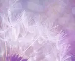 Ly Reiki Yoga