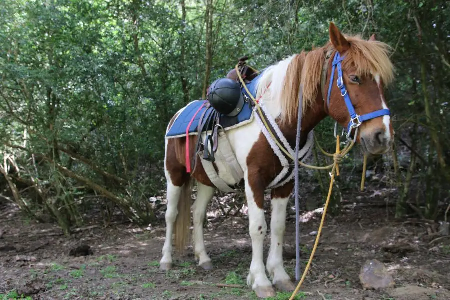 Caravanigó