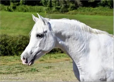 Chantry Stables