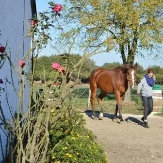 CENTRE EQUESTRE LA PALOMBE