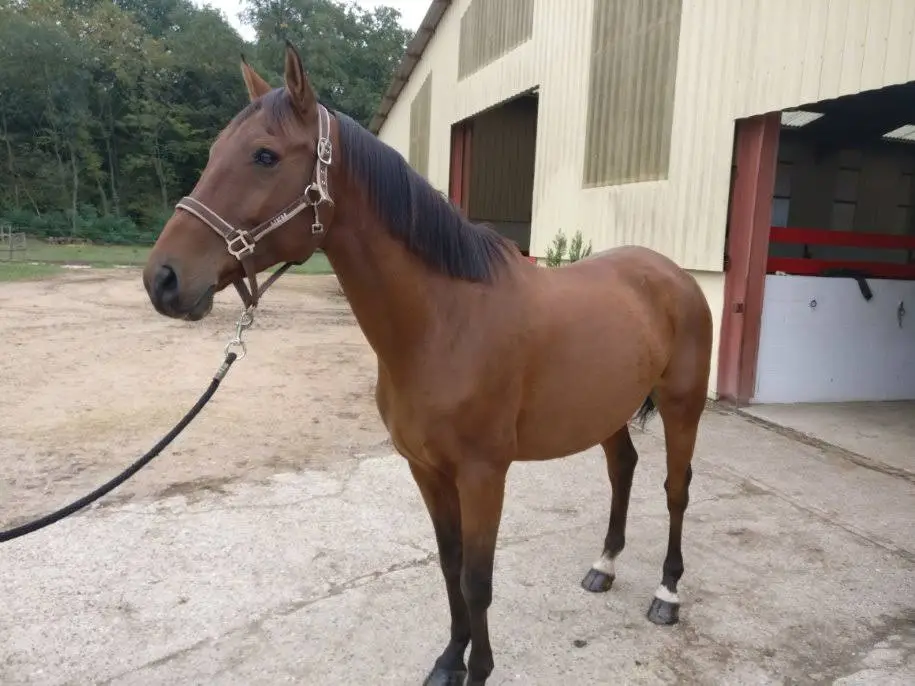 Centre Equestre La Tuilerie