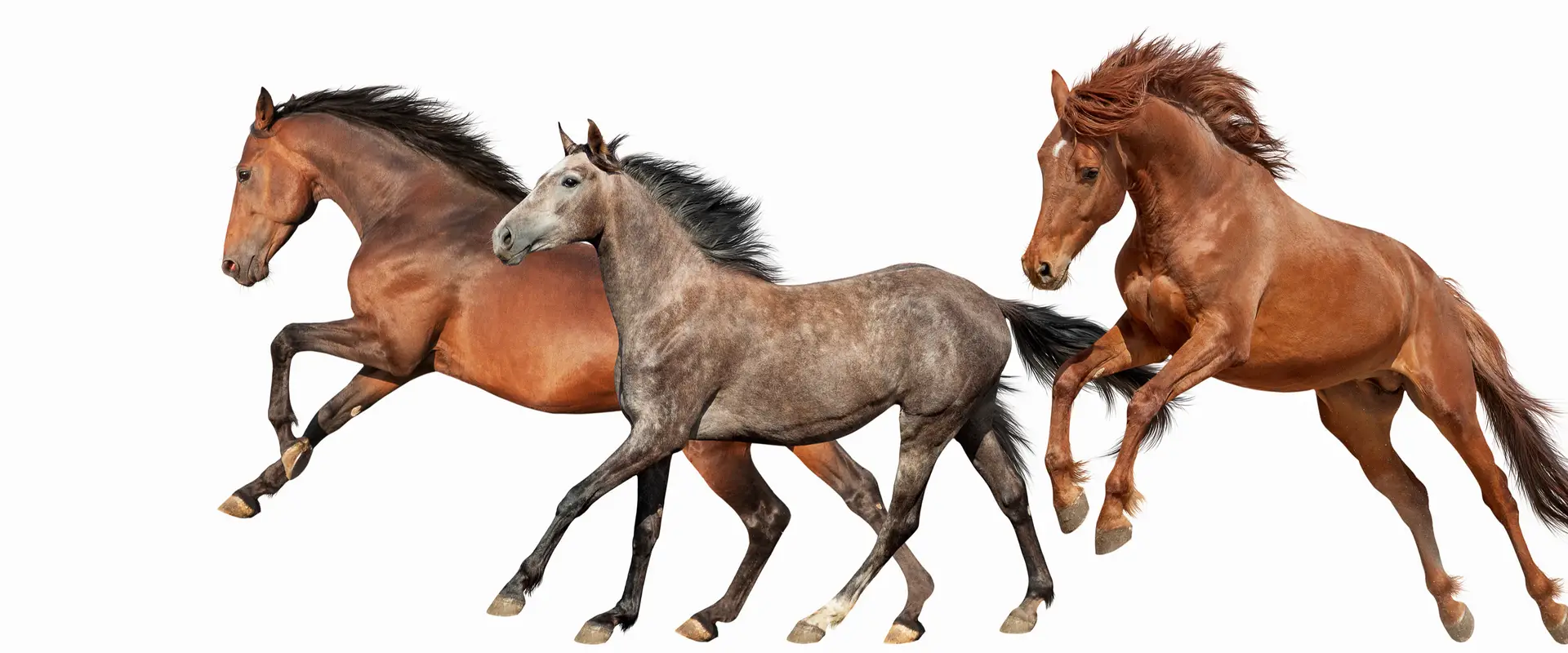 Pony Club Australia
